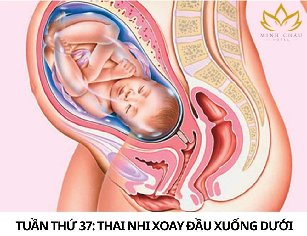 Dấu hiệu thai nhi khỏe mạnh 3 tháng cuối