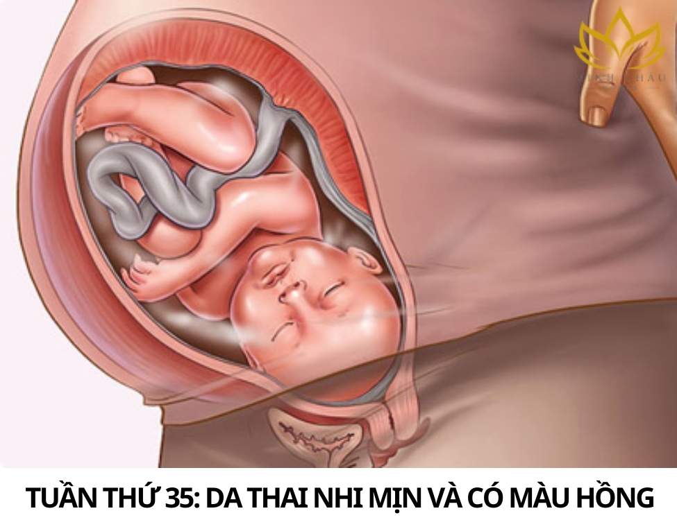 Dấu hiệu thai nhi khỏe mạnh 3 tháng cuối